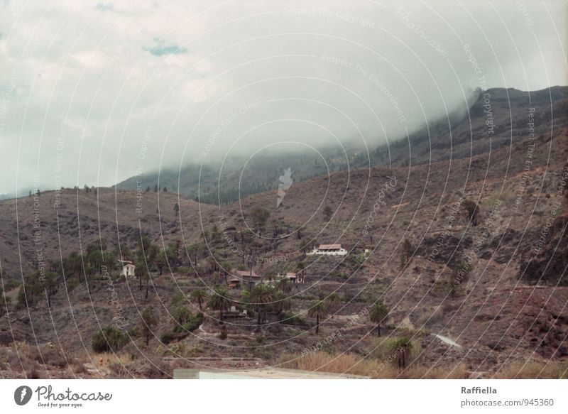 fallen touch Umwelt Natur Landschaft Erde Himmel Wolken schlechtes Wetter Pflanze Palme Hügel Felsen Berge u. Gebirge trist braun grau Gran Canaria Farbfoto