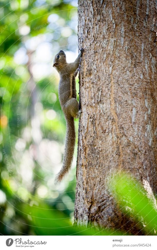squirrel Tier Wildtier Fell Zoo Streichelzoo 1 kuschlig grün Eichhörnchen Klettern flink Farbfoto Außenaufnahme Menschenleer Tag Schwache Tiefenschärfe