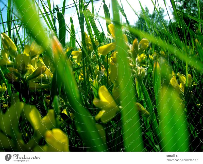 Sunday green gelb springen Natur Makroaufnahme Pflanze flowers blue sun light fun grass grassland meadow pasture plants blossoms