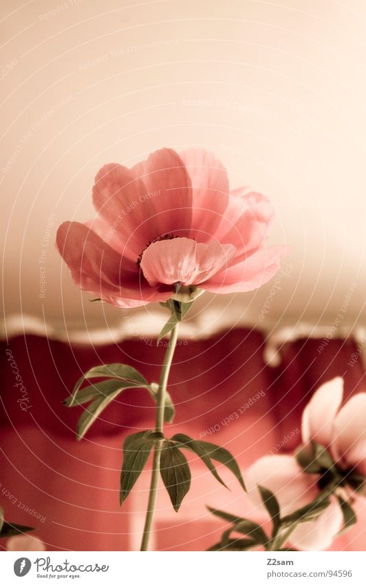 muttertag Muttertag Blume rosa rot Wachstum Spiegel Reflexion & Spiegelung flower Natur Baumstamm aufwärts