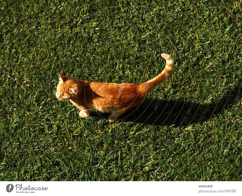 copycat Tier grass orange shadow legs tale walk sun animal tangerine peacefull joy small morning mamal