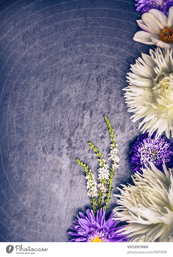 Zusammensetzung weißen Dahlien und lila Astern Blumen Stil Design Leben Sommer Natur Pflanze Herbst Blumenstrauß blau violett Hintergrundbild composition