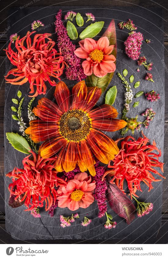 Herbst Blumen Komposition mit Sonnenblumen und Dahlien. Stil Design Leben Freizeit & Hobby Sommer Garten Natur Pflanze Blatt Blüte Blumenstrauß grün orange rot