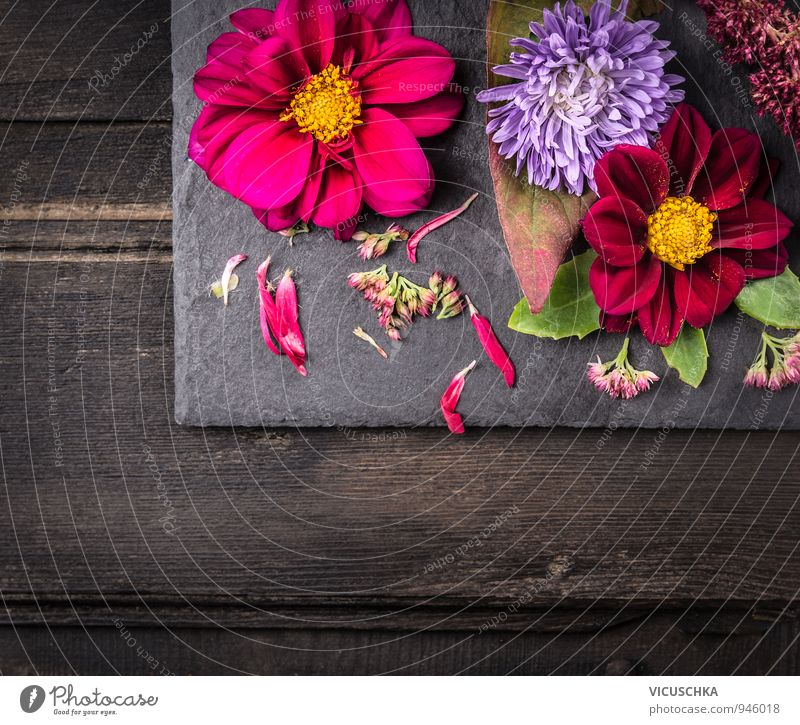Herbst Blumen auf dunklem Holztisch Design Freizeit & Hobby Sommer Haus Garten Natur Pflanze Blumenstrauß Stein braun gelb grün rosa rot schwarz Hintergrundbild