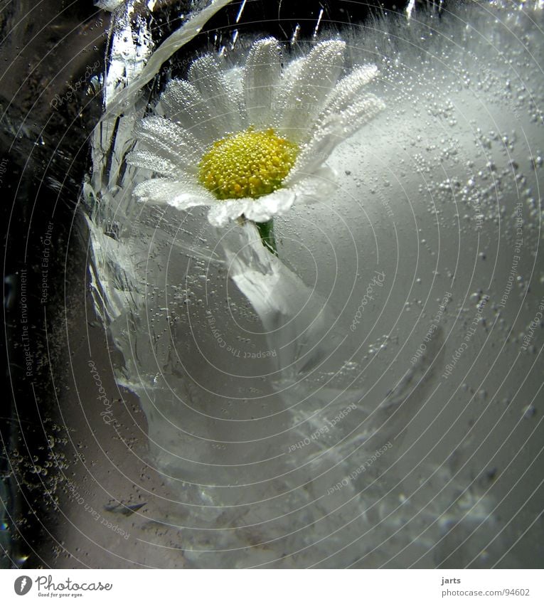 eiskalt gefroren Blume Eisblumen Sommer Winter tiefgekühlt Wachstum driften stagnierend Licht Luftblase Makroaufnahme Nahaufnahme Wasser Margaritenblume jarts