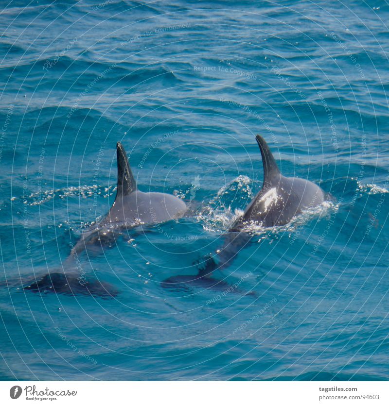 Delphine im Roten Meer rot grau Finnen Hurghada Umweltschutz tauchen Schnorcheln Wellen 2 Ferien & Urlaub & Reisen Sommer Ägypten Klarheit Teamwork Zusammensein