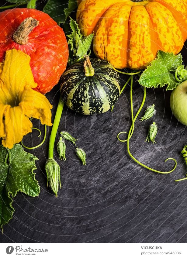 Verschiedene Kürbis mit Blüten und Blätter Lebensmittel Gemüse Ernährung Stil Design Garten Pflanze Herbst Natur Mischung Kürbiszeit Ernte Tradition mehrfarbig