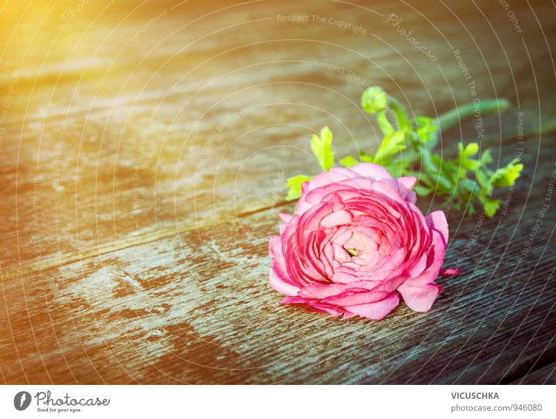 Rose auf alten Holztisch in Sonnenstrahlen Freizeit & Hobby Sommer Garten Feste & Feiern Valentinstag Muttertag Geburtstag Pflanze Sonnenaufgang Sonnenuntergang