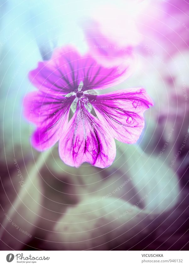 Wilde Malve, Blumen Hintergrund Design Garten Natur Pflanze Wildpflanze Park Wiese Hintergrundbild Blumenstrauß Malvengewächse wild violett Licht rosa dunkel