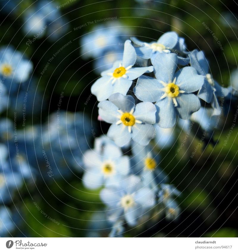 Erinnermich Blume Blüte Vergißmeinnicht schön zart zierlich Pflanze Botanik Blütenblatt grün blau Garten Marko Blühend Natur