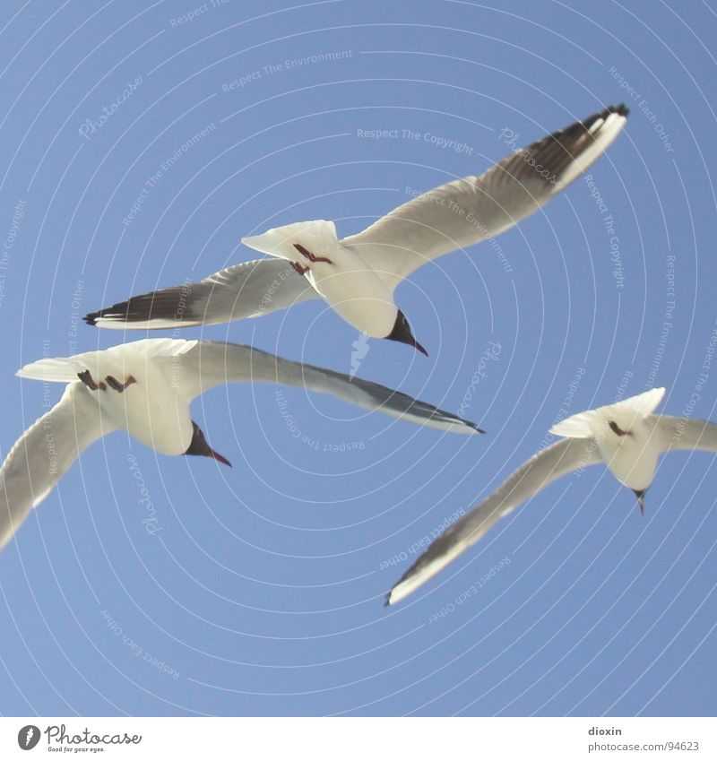 Einbein´s Abschied Farbfoto Außenaufnahme Menschenleer Textfreiraum oben Textfreiraum unten Sonnenlicht Tierporträt Luftverkehr Umwelt Natur Himmel
