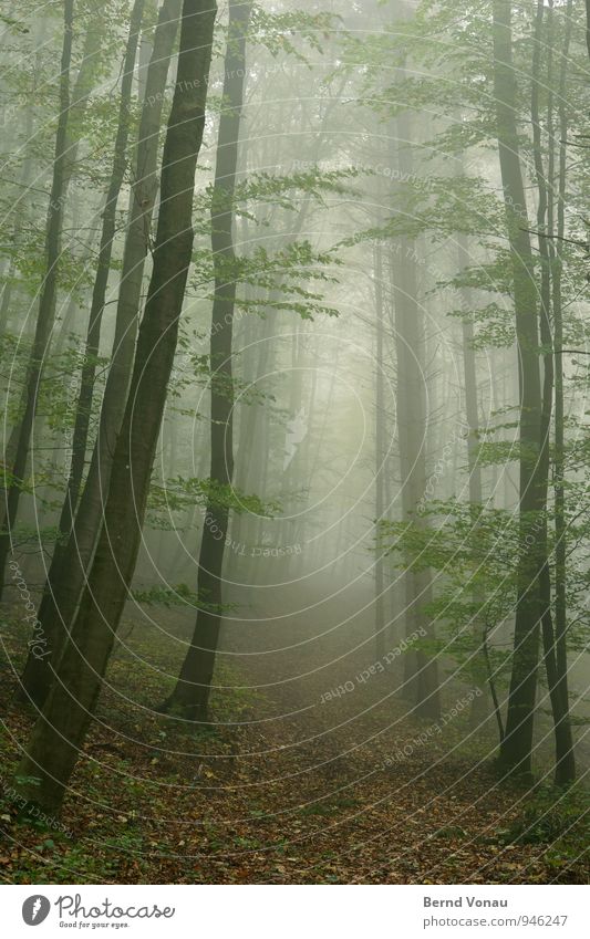 Fototapete Umwelt Natur Pflanze Herbst Klima Nebel Baum Wald Gefühle Stimmung ruhig grün hoch Herbstlaub Blatt Wege & Pfade Hügel Allee verträumt träumen