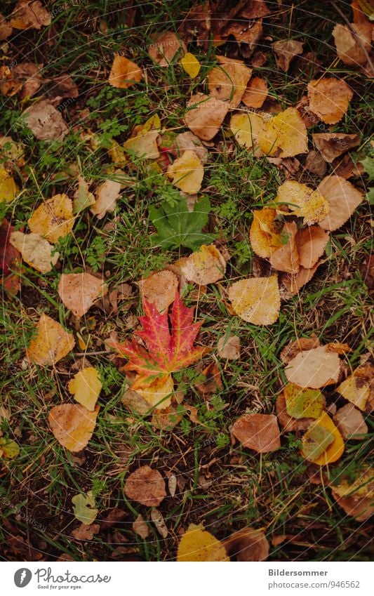 Herbstlaub Natur Pflanze Wetter Blatt Wiese fallen liegen braun gelb grün orange rot Senior Ende Umwelt Verfall Vergänglichkeit herbstlich färben Herbstbeginn