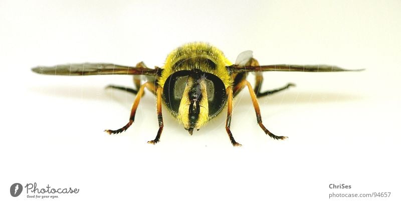 Grosse Schwebfliege 04 Wespen Schweben gelb schwarz Insekt Finger Makroaufnahme Tier Sommer Auge Flügel Gliederfüßer Zweiflügler Biene Angriff frontal Angst