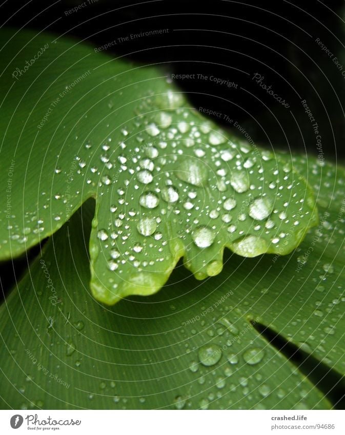 Raindrops nass schwarz grün Blatt feucht dunkelgrün gestreift Klarheit Pflanze Salatblatt Wassertropfen Regen Außenaufnahme Makroaufnahme Nahaufnahme Drop