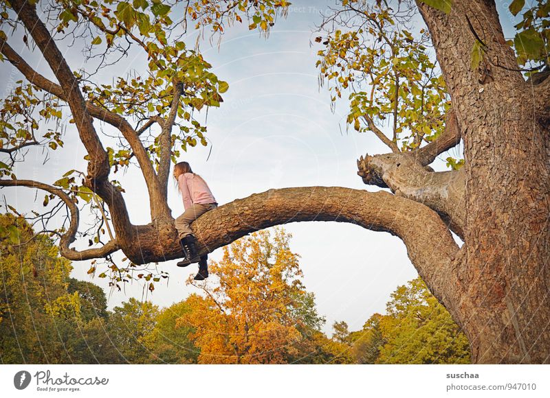 mädchen auf einem großen baum Kind Mädchen Kindheit 8-13 Jahre Umwelt Himmel Herbst Klima Schönes Wetter Baum Holz sitzen Baumstamm Blatt Ast Farbfoto Natur