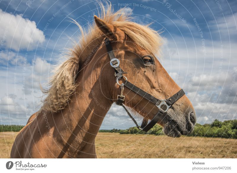 es steht ein Pferd...... Tier Tiergesicht Fell Blick natürlich braun Freude Kraft Vertrauen Tierliebe Mähne Zaumzeug Ponys Tierporträt