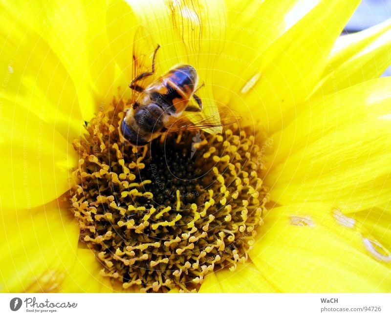 Und diese Biene, die ich meine, die heißt ... Blume gelb bestäuben Pollen Maya Blümchensex Sommer bee flower sonnengelb Beleuchtung Bienchen Bienenflug