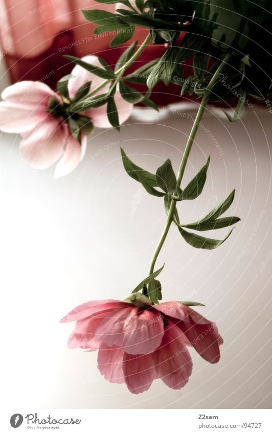 muttertag II Muttertag Blume rosa rot Wachstum Spiegel Reflexion & Spiegelung Pflanze flower Natur Baumstamm aufwärts spiegelverkehrt