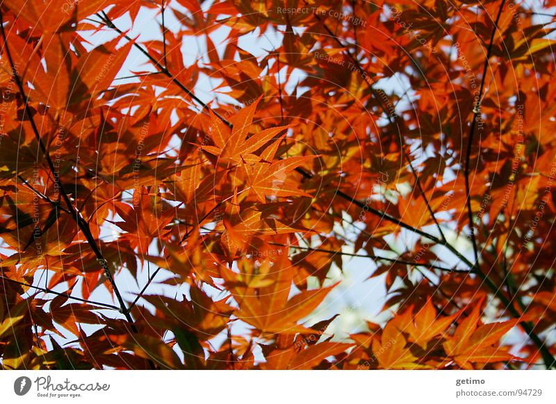 Flammenmeer Blatt klein rot dunkel Physik Baum Ahorn Hoffnung Trauer Außenaufnahme Gegenlicht Frühling Herbst Lampe Wärme Baumkrone Natur Garten Japan Freiheit
