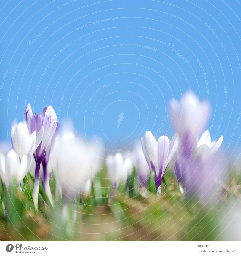 Knospenspringen Krokusse Blume Wiese Blüte Frühling Alm Versammlung frisch Motivation Bergwiese aufwachen Weide motiv flower grassland crocus