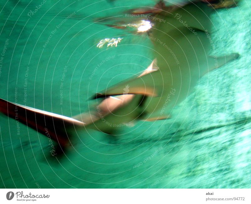 (Finanz)-Hai? Haifisch Frankfurt am Main Zoo Aquarium Aktien krumm Langzeitbelichtung dunkel Bewegungsunschärfe Unschärfe nass Kapitalwirtschaft Fisch finanzhai