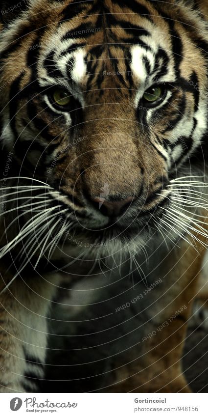 700 Streifen Tier Wildtier Tiergesicht Fell Zoo 1 exotisch stark wild gefährlich Tiger Sumatratiger gestreift Landraubtier Raubkatze Farbfoto Außenaufnahme