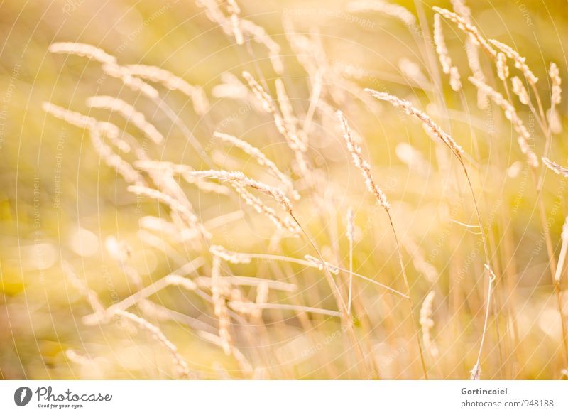Sonnengras Umwelt Natur Sommer Gras Wiese Wärme gelb gold goldgelb Gräserblüte Farbfoto Außenaufnahme Tag Licht Sonnenlicht Schwache Tiefenschärfe