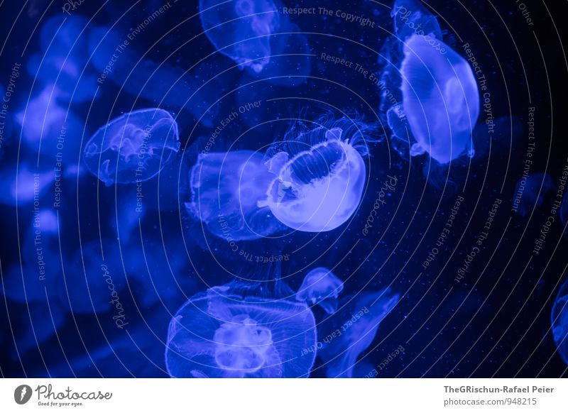 Qualle zum dritten Tier Aquarium Tiergruppe blau schwarz weiß Menschengruppe Lebewesen Meerwasser Gift elegant prächtig Anmut Schweben Im Wasser treiben