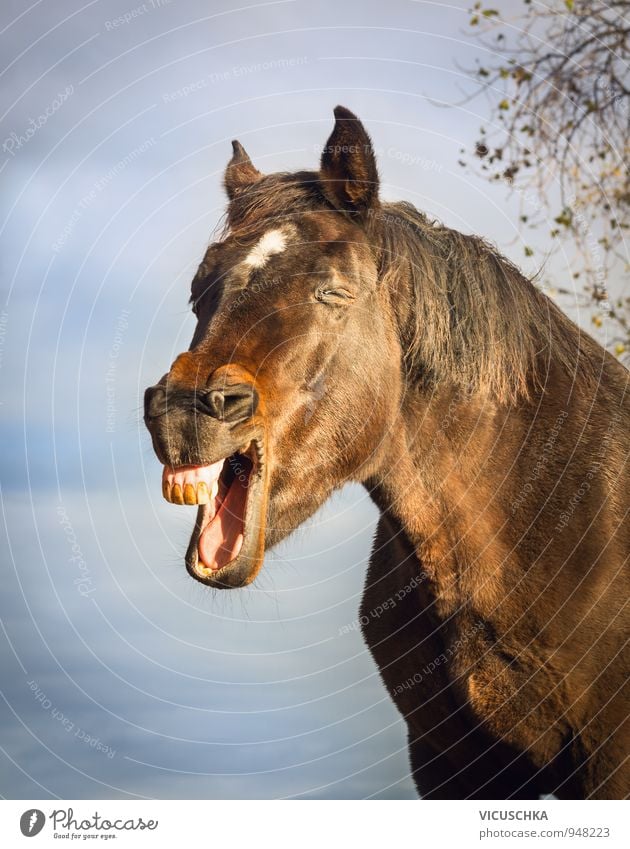Gähnende braunes Pferd am Himmel Hintergrund Sommer Natur Frühling Herbst Schönes Wetter Tier Nutztier 1 Design Humor yawning grinsen gähnen Warmblut