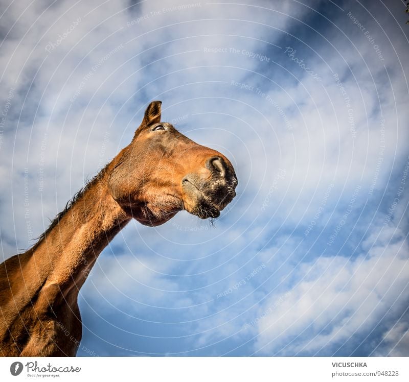 Braunes Pferd am Himmel Hintergrund Stil Design Show Natur Tier Wolken Frühling Sommer Herbst 1 chestnut braun Warmblut Nase Luft Körperhaltung Tierhaltung