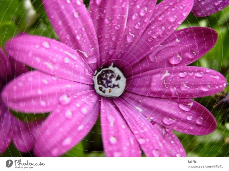 Berieselt Blume Blüte Wassertropfen Regen