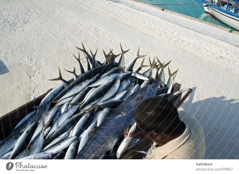 Malediven Fisch 02 Meer Fischer Ferien & Urlaub & Reisen Angeln Angler Wasser traumurlaub frischer fisch