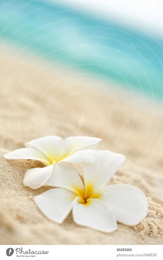 two flowers on the beach exotisch harmonisch Erholung Ferien & Urlaub & Reisen Sommer Strand Meer Natur Pflanze Sand Wasser Blume Blüte gelb türkis weiß 2 zwei