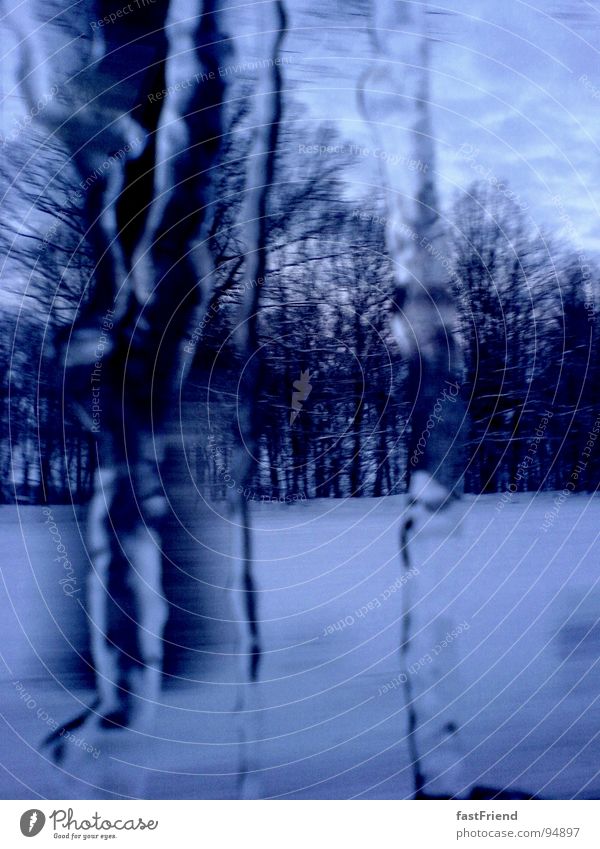 Perniones kalt Baum Wald Winter Eiszapfen gefroren weiß Schnellzug Schnee Frost blau Fensterscheibe Grad Celsius snow blue cold frozen icicle forrest