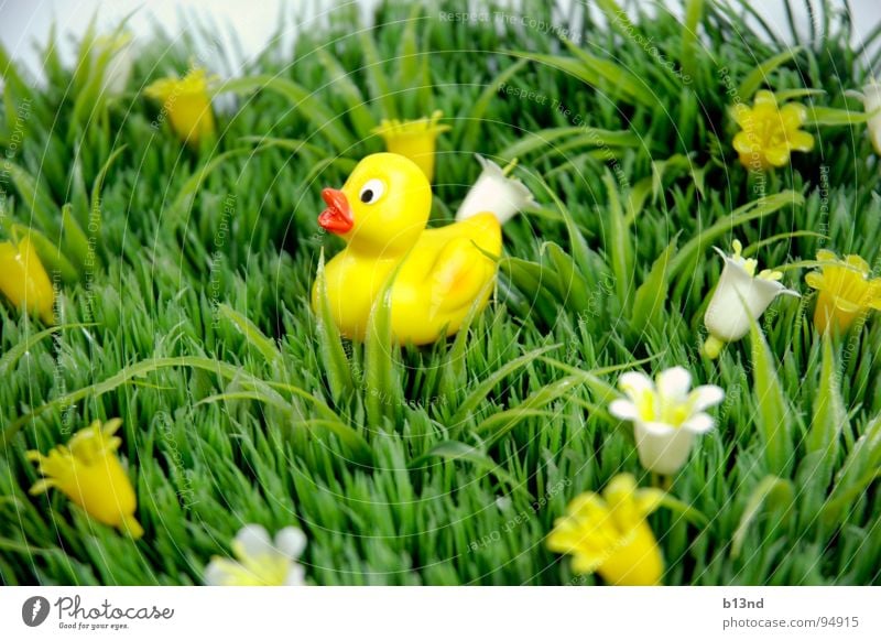 Quietschi auf Reisen Wiese Gras Blume Blüte Badeente Schnabel grün weiß gelb Stillleben Frühling Quietschen Rasen queitscheentchen Ente Pflanze Statue