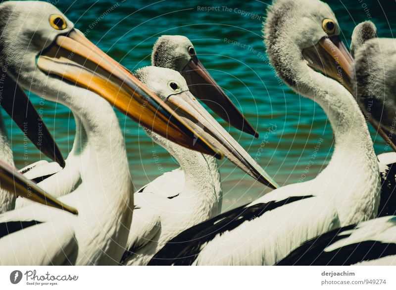 Mittendrin bei den Pelikanen  am Strand von Labrador.Queensland / Australia Freude harmonisch Freizeit & Hobby Ferien & Urlaub & Reisen Umwelt Wasser Sommer