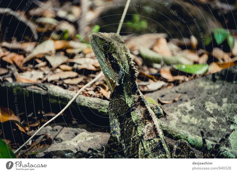 Hast du was für mich?, Grüner Lizard schaut zum Fotografen auf Fraser Island. Queensland / Australia exotisch Freude ruhig Freizeit & Hobby Ausflug Umwelt Sonne