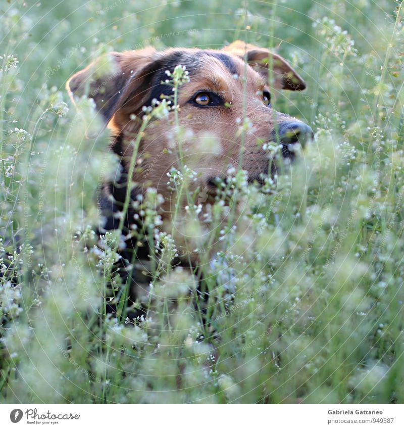 Aufmerksam Natur Pflanze Grünpflanze Tier Haustier Hund 1 beobachten schön braun grün aufsehen Auge verstecken Farbfoto Außenaufnahme Schwache Tiefenschärfe