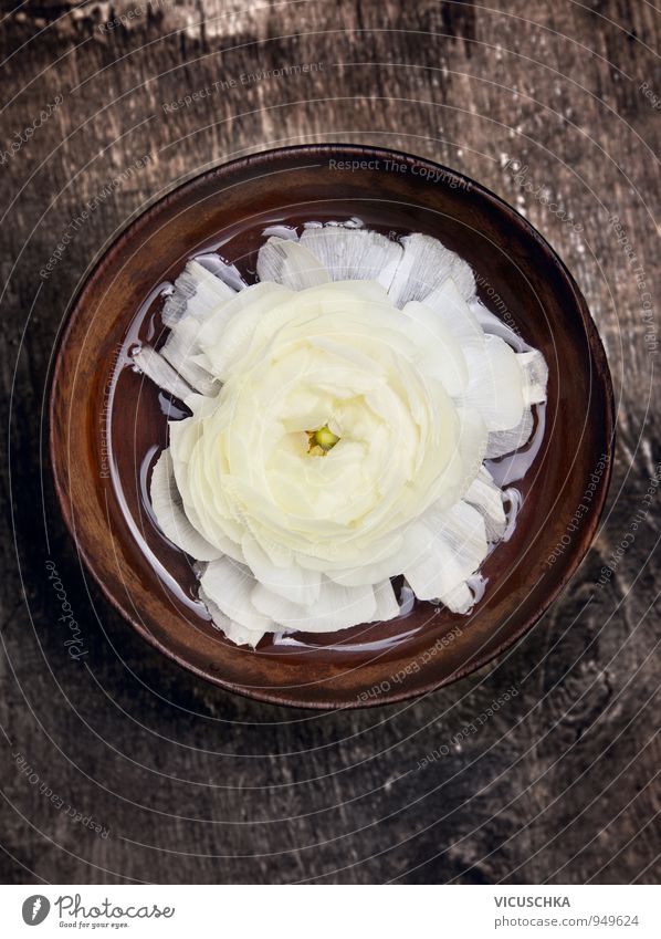 Weiße Blume in brauner Holz Schale mit Wasser Stil Design Alternativmedizin Wellness Erholung Spa Massage Sauna Freizeit & Hobby Wohnung Innenarchitektur