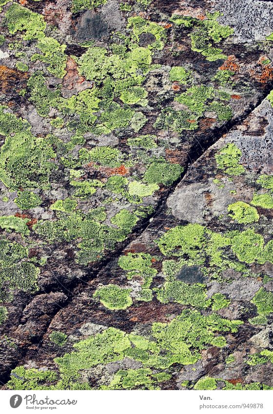 gespaltene Persönlichkeit Natur Herbst Moos Flechten Felsen Stein grau grün Spalte Furche Farbfoto mehrfarbig Außenaufnahme Detailaufnahme Strukturen & Formen