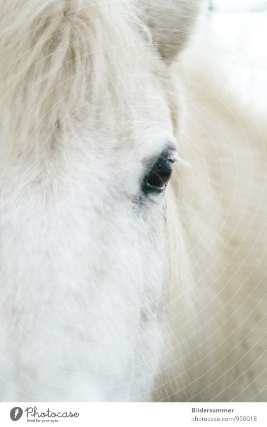 eye to eye Tier Nutztier Pferd Tiergesicht Fell 1 beobachten Blick natürlich weich schwarz weiß Tierliebe Treue Wachsamkeit Partnerschaft Kraft Natur Ponys