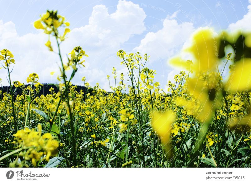 Raps Feld gelb Blume Sommer Wiese Himmel Close