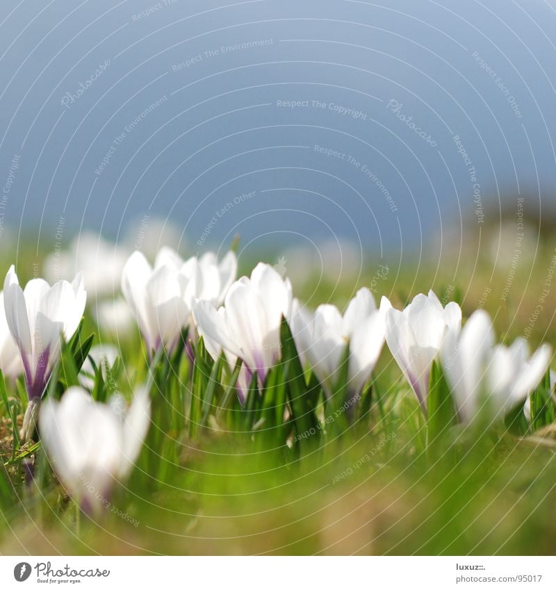 Frühlingserwachen – Sorry Verzögerung! Krokusse Blume Wiese Blüte Alm Bergwiese aufwachen springen Weide flower grassland crocus