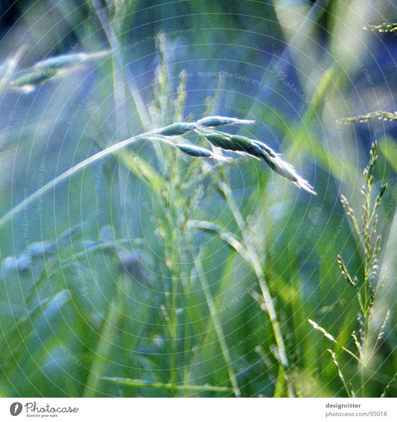 Käferperspektive Gras Halm Wiese leicht filigran zart grün Sommer Licht zerbrechlich hell grass blade of grass meadow sunshine light