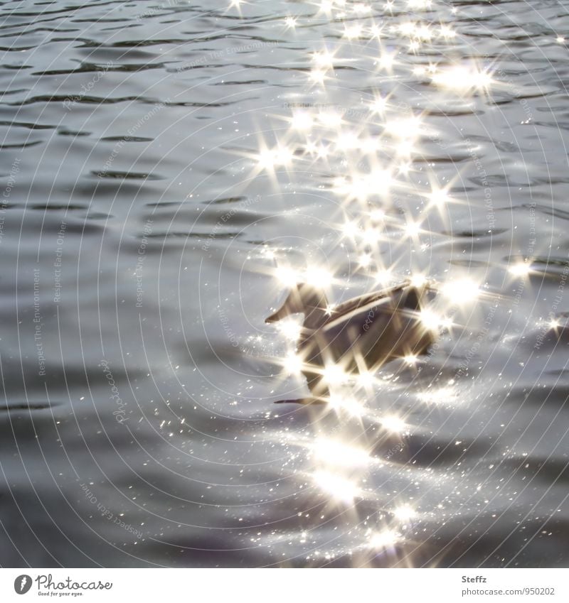 goldene Sterne im Wasser über einer Ente Lichtreflexe Lichtfunken glitzernde Sterne Lichtreflexe im Wasser Lichtsterne leuchten Stern (Symbol) feierlich funkeln