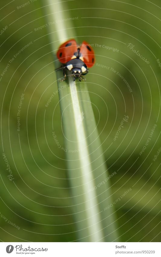 fliegen | Glückskäfer startklar Marienkäfer roter Käfer Glückssymbol Glücksbringer auf Tour Momentaufnahme Glückwünsche Glückwunschkarte Glück bringen