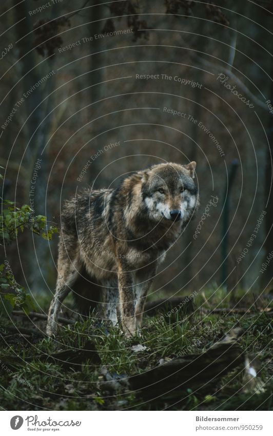 . Baum Gras Sträucher Wald Tier Wildtier Wolf Wölfin 1 beobachten Blick stehen bedrohlich dunkel weich braun grau grün Erfolg Macht Tierliebe Angst gefährlich
