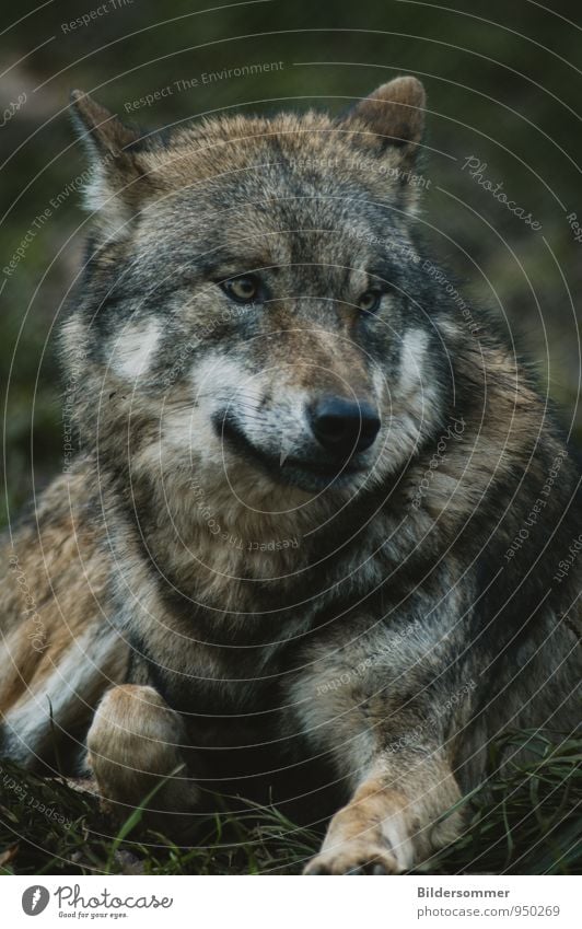 . Tier Wildtier Wolf 1 liegen natürlich wild braun grün schwarz weiß Tierliebe gefährlich Schüchternheit Respekt Volksglaube falsch Märchen Rotkäppchen