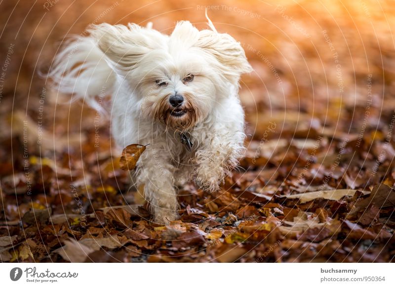 Herbst Laub Freude Tier Blatt langhaarig Haustier Hund 1 lustig Geschwindigkeit braun gelb weiß Havaneser Jahreszeiten Aktion rennen Farbfoto Außenaufnahme